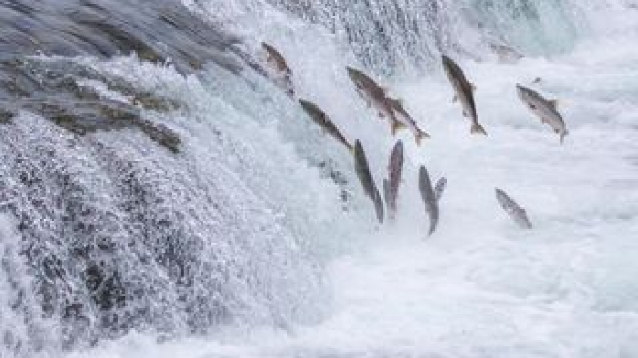 Bigstock-Salmon-Jumping-Up-The-Brooks-F-54555656